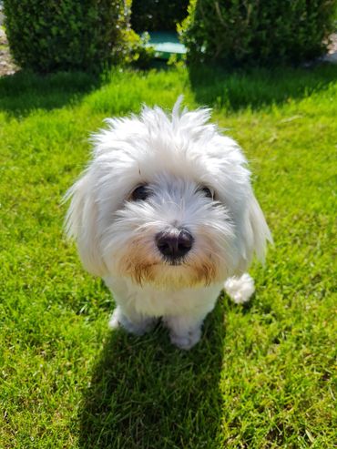 Fluffy white dog sitting on vibrant green grass in sunlight.