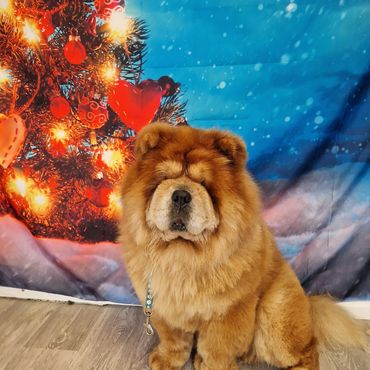 Fluffy chow chow dog sitting in front of a festive Christmas tree backdrop.