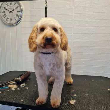 A freshly groomed dog stands on a grooming table with clippers nearby.