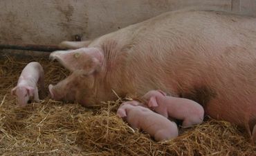Landrace pig Sow and piglets in a pig pen