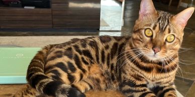 Bengal kittens for sale and Bengal cats for sale at Exotic Bengals of San Diego and Hollywood.