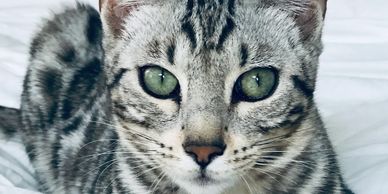 Bengal kittens for sale and Bengal cats for sale at Exotic Bengals of San Diego and Hollywood.