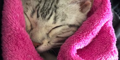 Bengal kittens for sale and Bengal cats for sale at Exotic Bengals of San Diego and Hollywood.