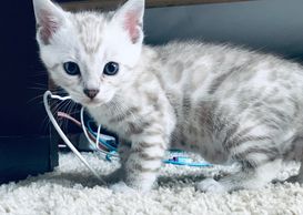 A snow lynx Bengal kitten for sale in Hollywood, CA or the Los Angeles, California region.