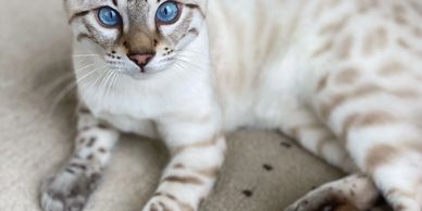 Bengal kittens for sale and Bengal cats for sale at Exotic Bengals of San Diego and Hollywood.