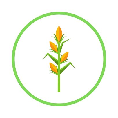 image of yellow and green corn stalk inside green circle