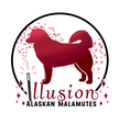 Illusion Alaskan Malamutes
