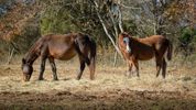 Mill Swamp Indian Horses
Gwaltney Frontier Farm
Steve & Beth Edwards
Smithfield, Virginia