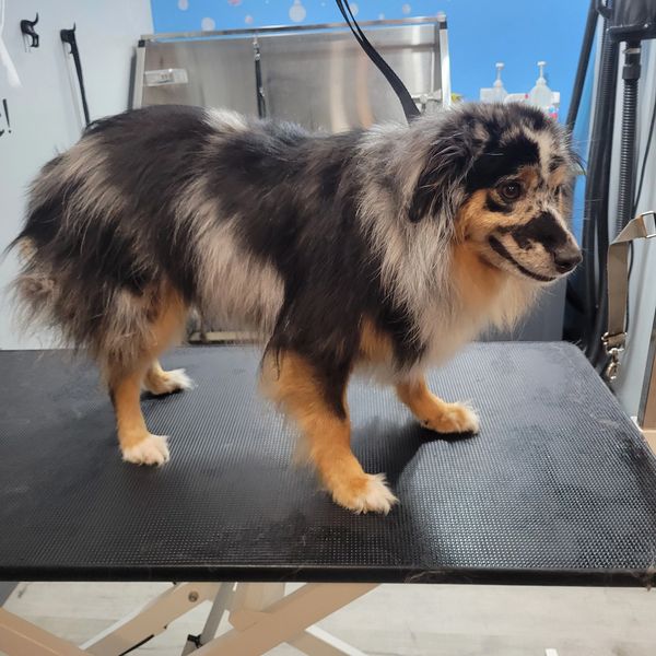 Mini Australian Shepherd before grooming with messy, thick coat