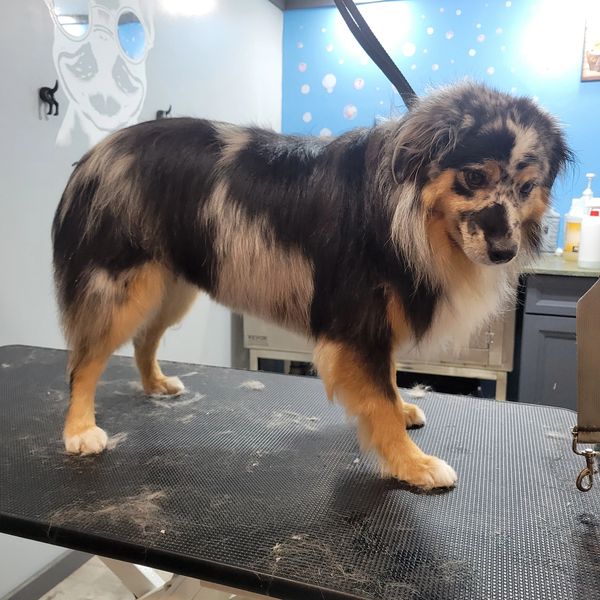 Mini Australian Shepherd after grooming with smooth, even trim