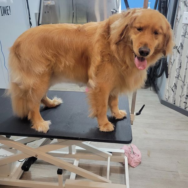 Golden Retriever before grooming with long, thick coat