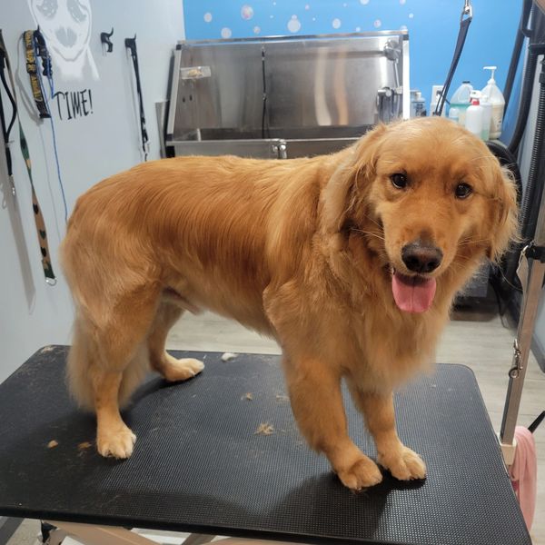 Golden Retriever after full groom with clean, trimmed coat