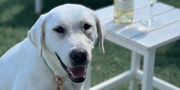 Happy white dog next to a white table with a wine bottle.