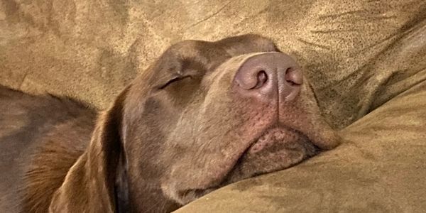 Chocolate labrador sleeping peacefully on a couch.