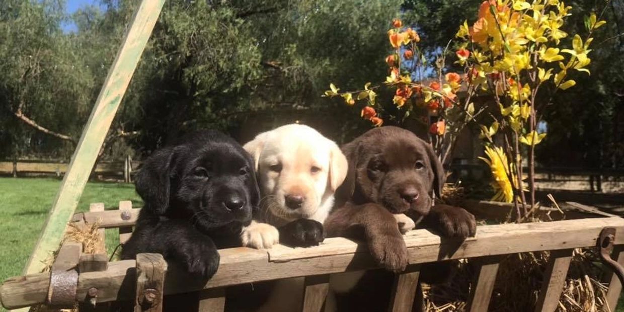 Three adorable Labrador puppies resting on a wooden fence outdoors.
