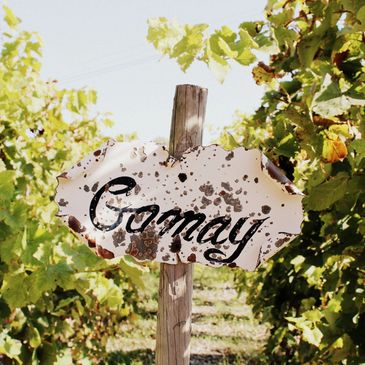 Gamay sign in the middle of a vineyard