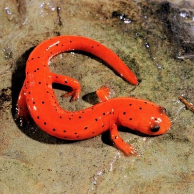 Spotted-tail salamander in Mammoth Cave. #environmentalprotection #dyetraceranalysis #karstcaves