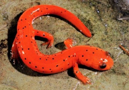 Cave Salamander. Photo by John MacGregor.