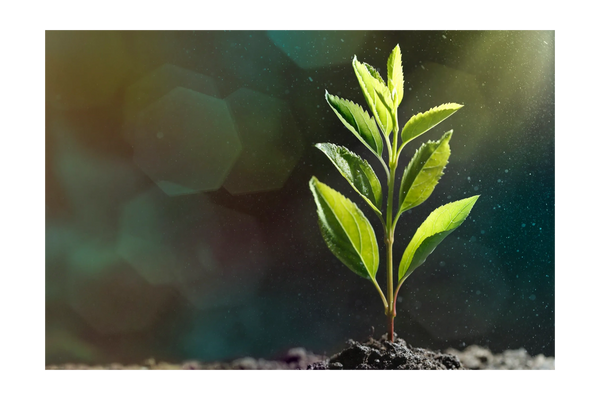 A young green plant sprouting from soil with sunlight shining.