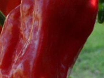 A close-up of a super hot pepper growing on the plant