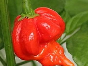 A Super hot pepper growing on the plant