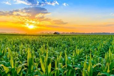 Sunset over a lush green cornfield with a small barn in the distance.