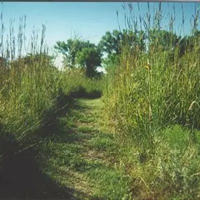 A narrow grassy path through tall wild grass under a clear blue sky.