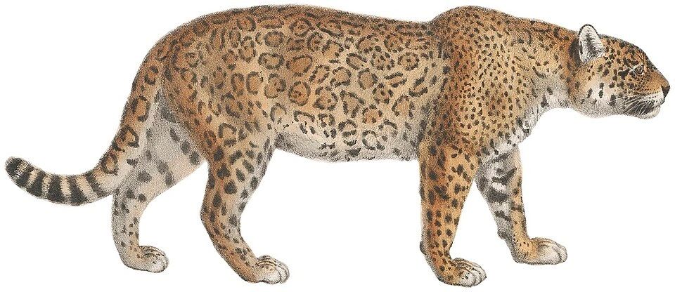 A leopard with distinctive spotted fur.