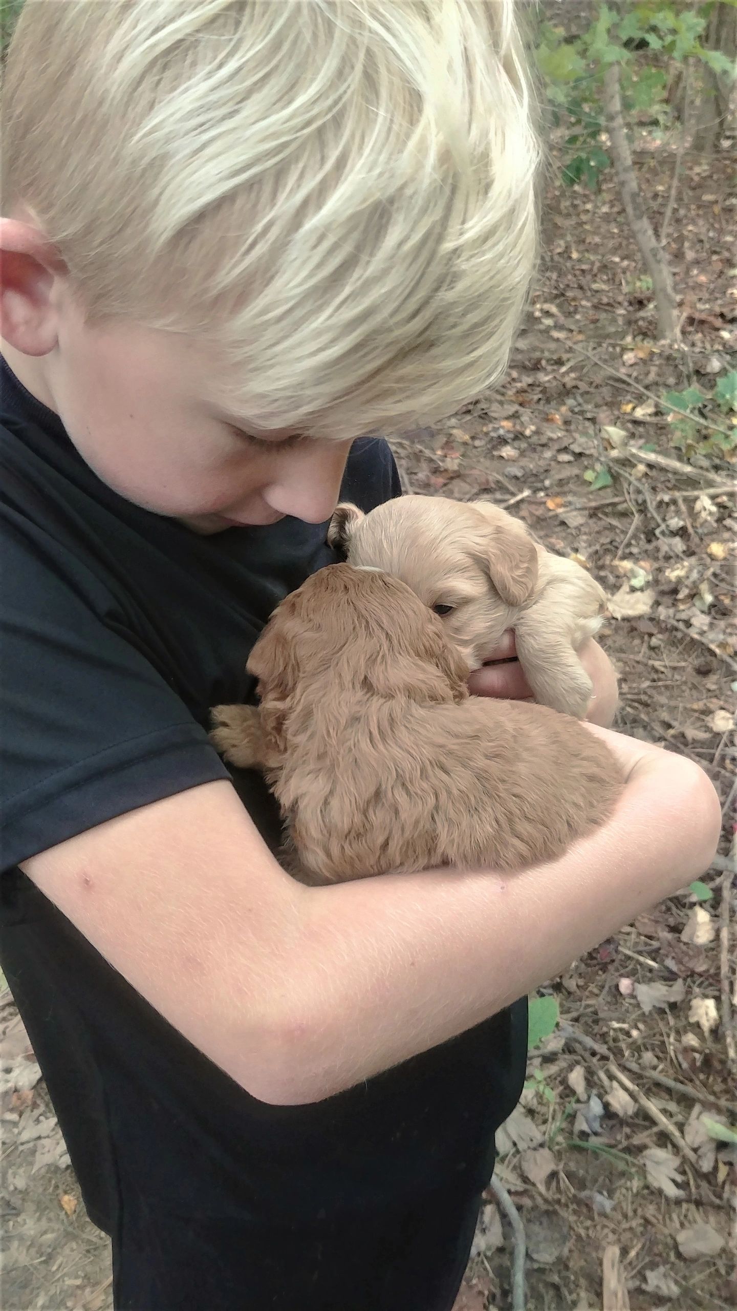 This Mini Goldendoodle Steals Hearts and Sells Dreams in a Box