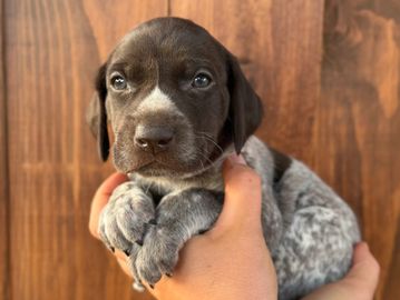 Small brown and white puppy held in hands.