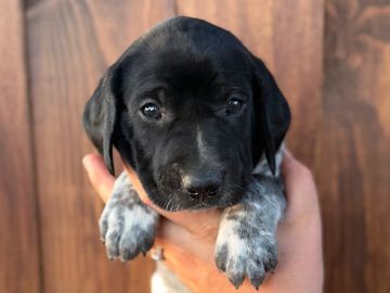 Cute black and white puppy being held.