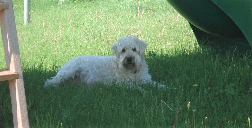 Classic Clips Pet Grooming