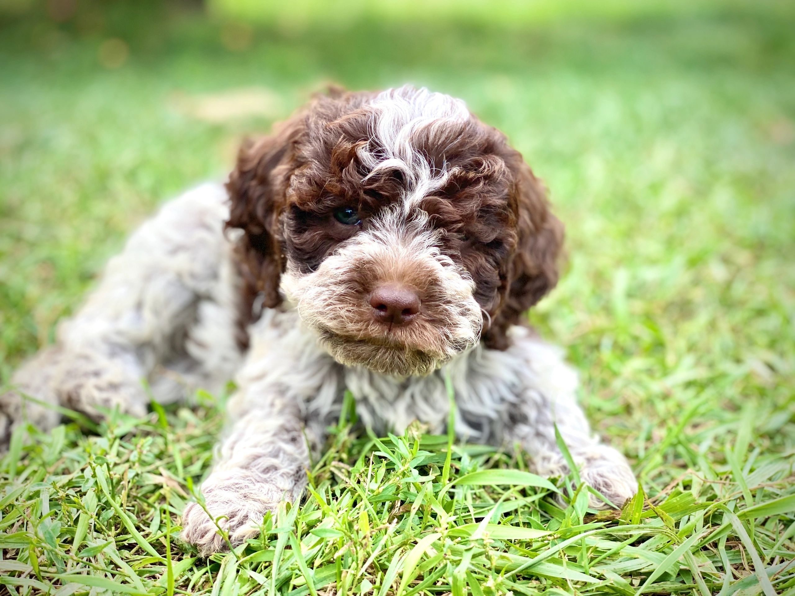 lagotto romagnolo poodle mix