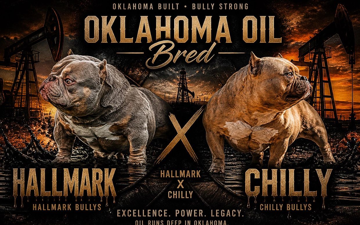 Two muscular bully dogs with oil rigs in the background, symbolizing Oklahoma Oil Bred.