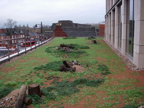 biodiverse green roof in Stafford