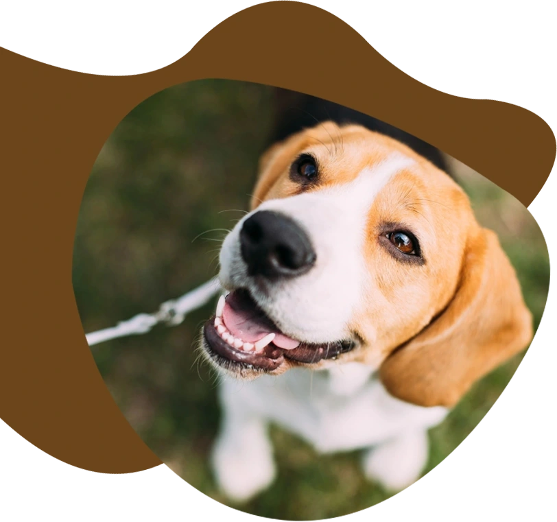 Close picture of a dog