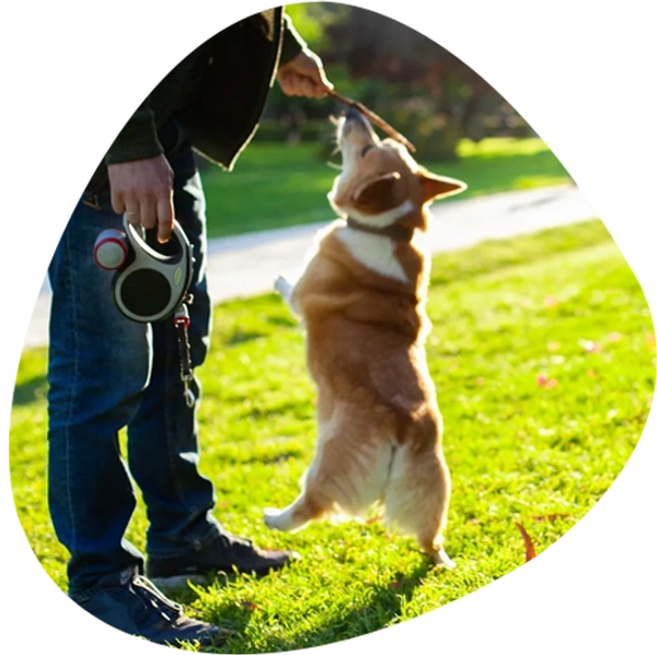 A man playing with dog