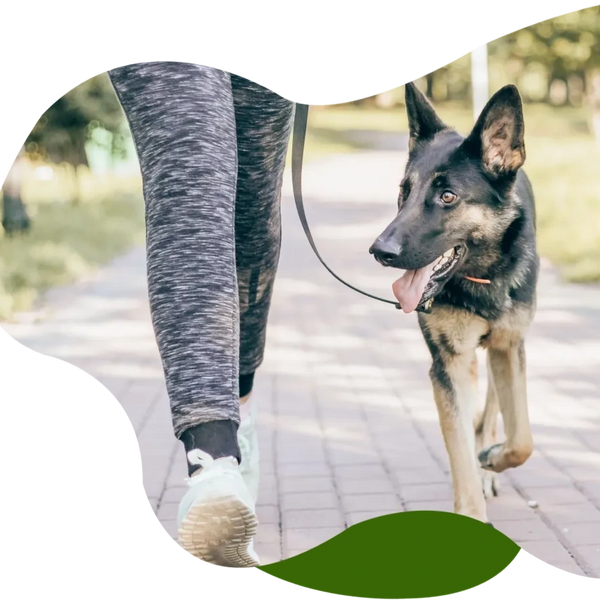 A woman taking German Shepherd to walking