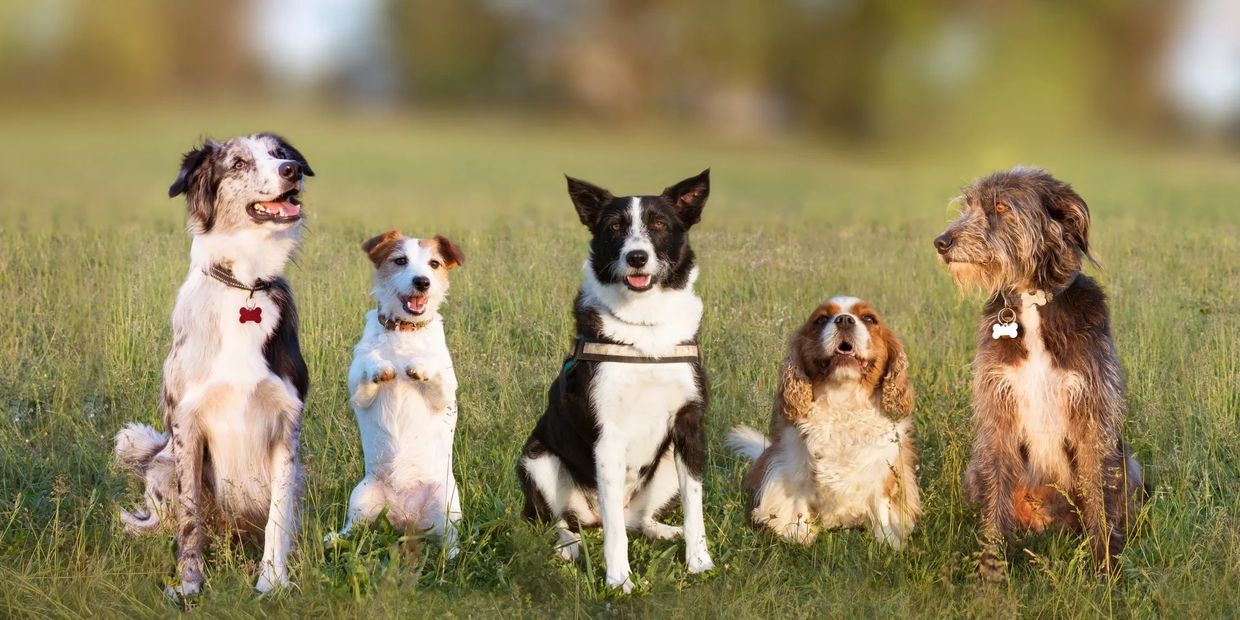 all dogs cheating one after another