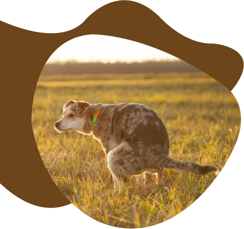 A dog going for poop