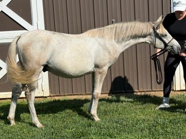 A person holding a gray horse by the reins.