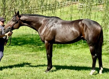 Glossy black horse standing on grass with a handler.