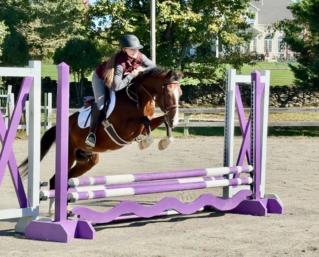 Person riding horse over a purple and white hurdle.