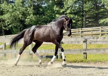 A black horse with white leg wraps trots in a fenced paddock on a sunny day.