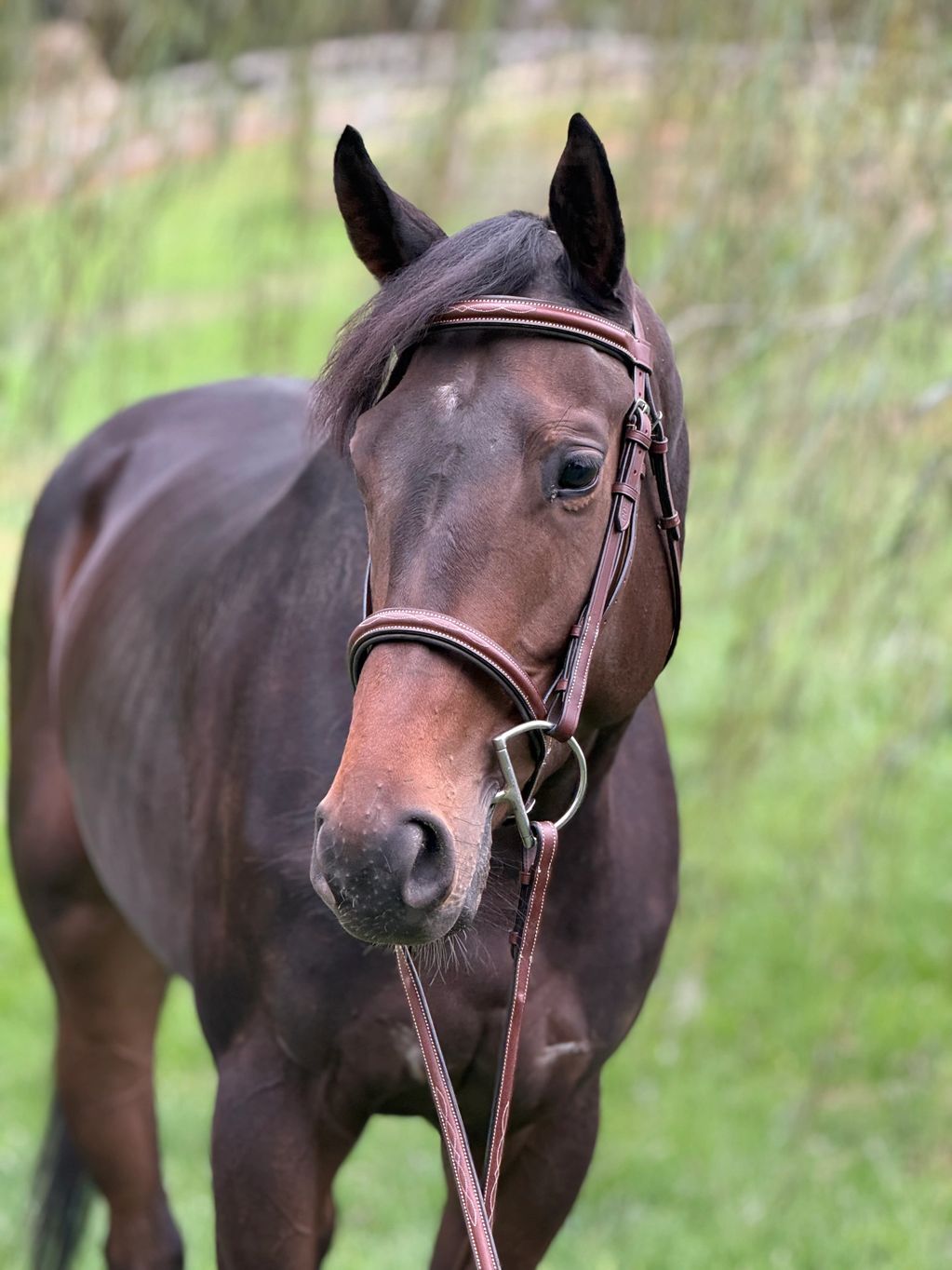 Close-up of a brown horse with a bridle in a green field.