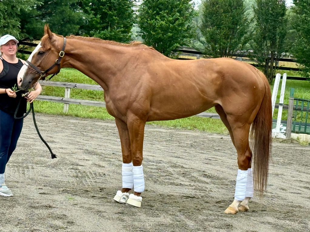 A chestnut horse with white leg wraps standing next to a person.