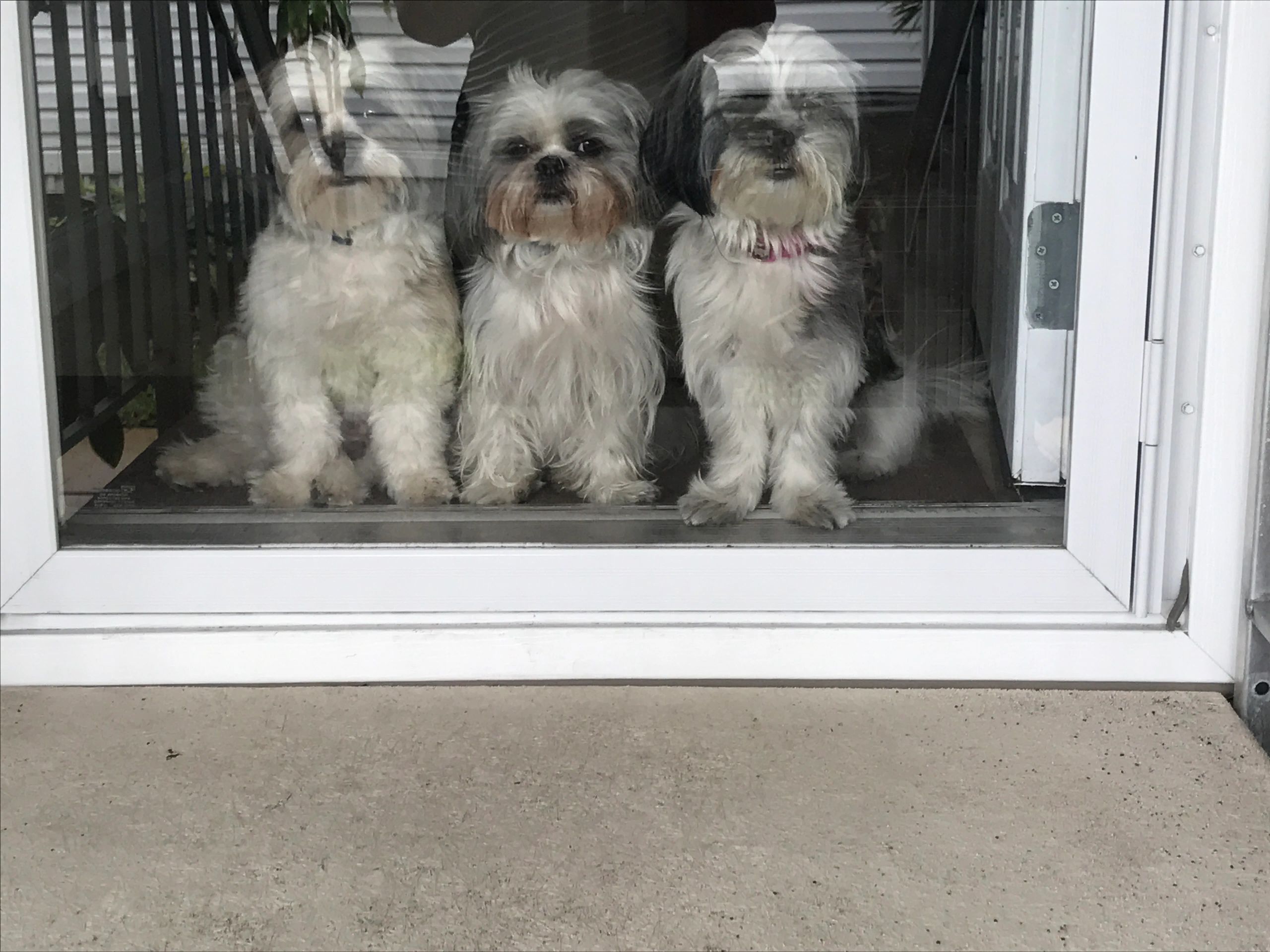 love my dog grooming
