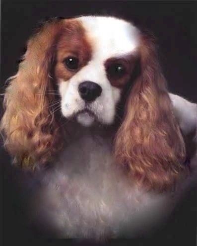 Portrait of a Cavalier Dog