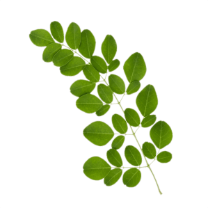 Siam Moringa