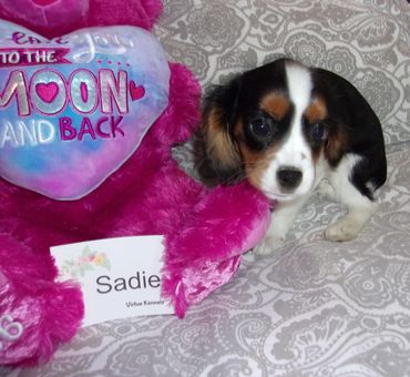 Meet Sadie! She is a beautiful 4.5 month old girl looking for her Fur-Ever Home! Contact us today to